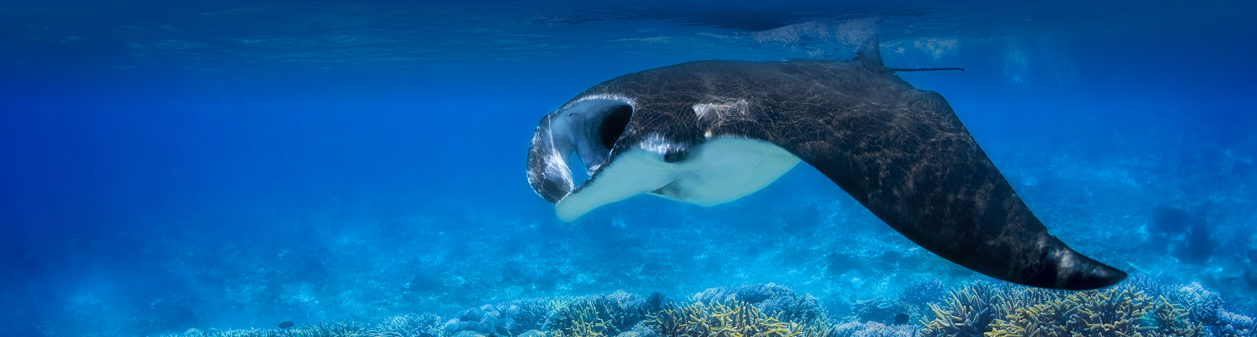 Rochen schwimmt im Meer