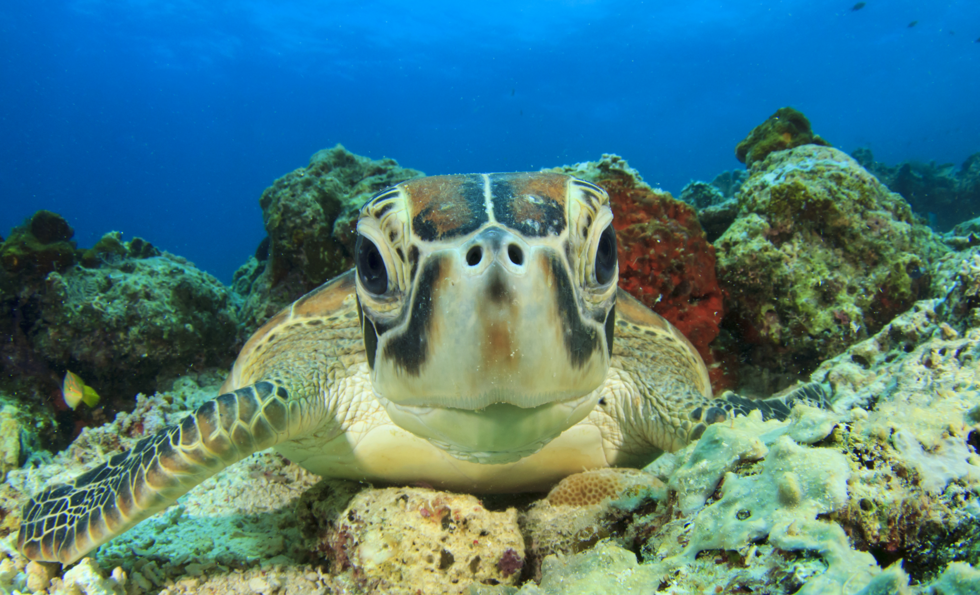 Vogelperspektive vom Strand