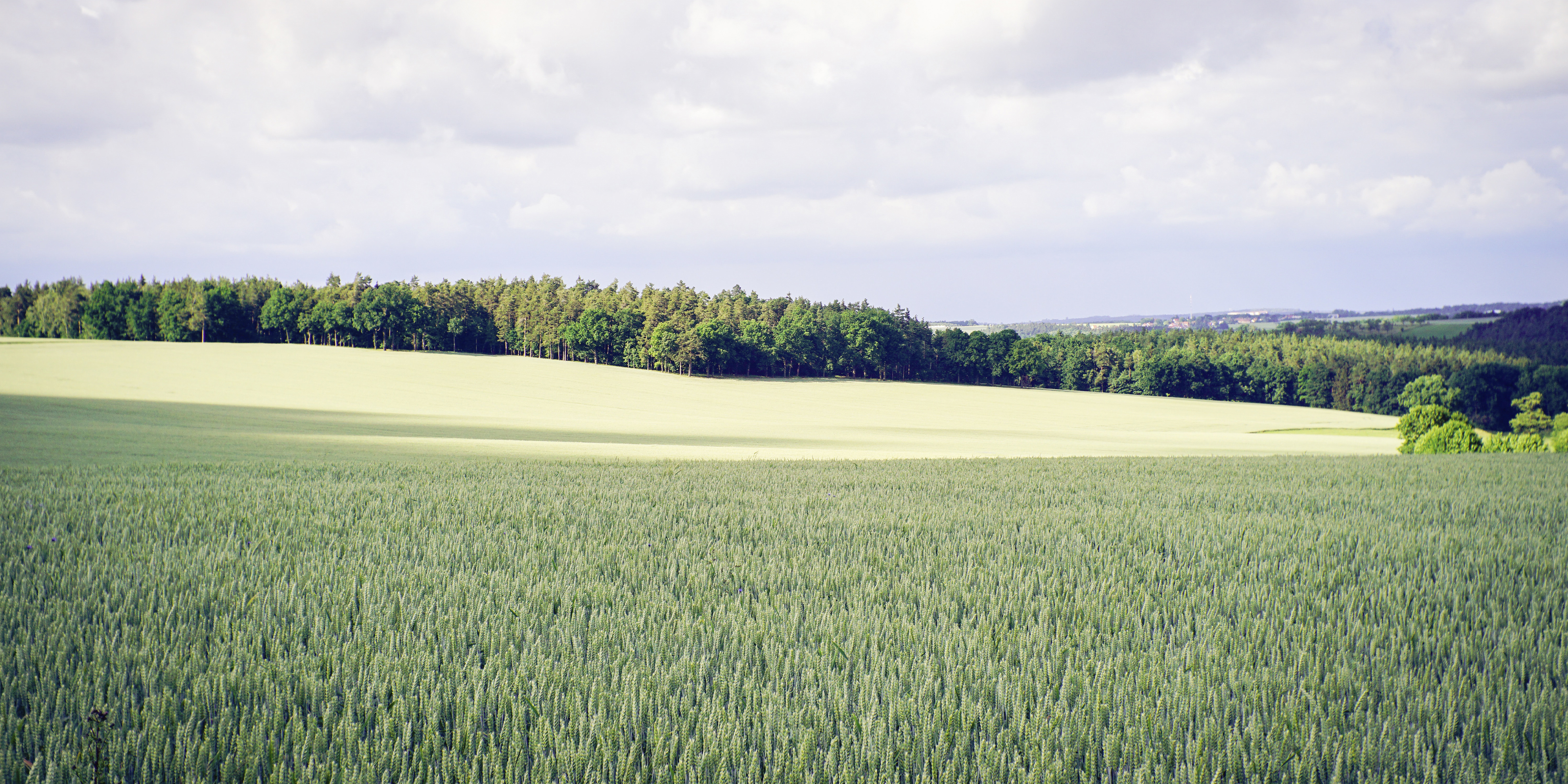 Wiesenlandschaft